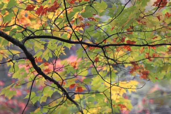 USA, Northeast, Branch of fall foliage